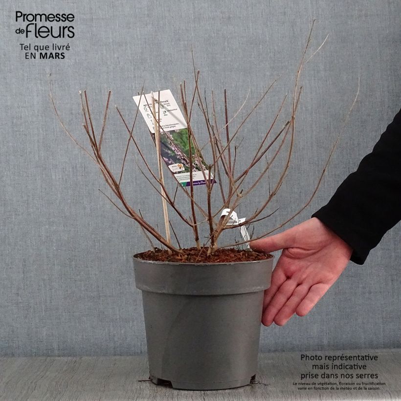 Vitex agnus-castus Pink Pinnacle - Chaste Tree 3L/4L pot sample as delivered in winter