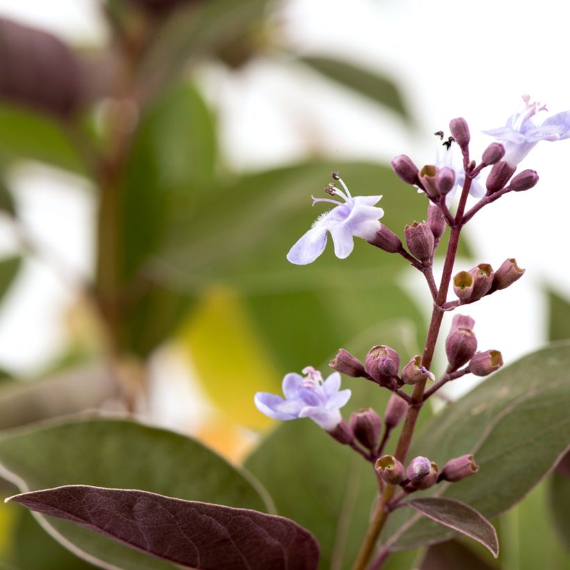 Vitex trifolia Purpurea - Chaste Tree (Flowering)