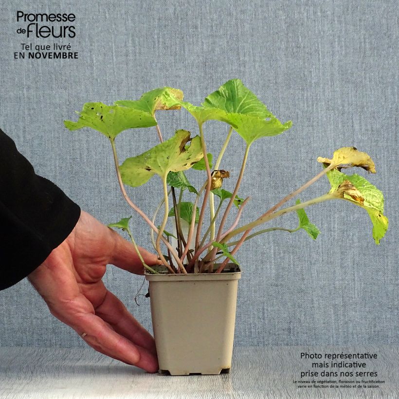 Japanese Wasabi - Eutrema japonicum 8/9 cm pot sample as delivered in autumn