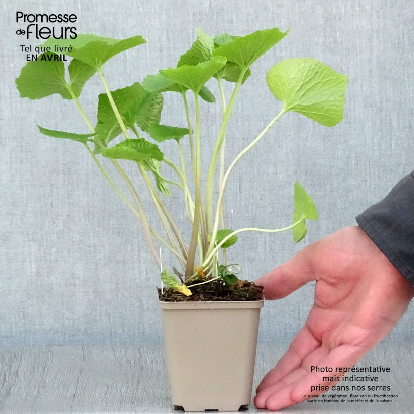 Japanese Wasabi - Eutrema japonicum 8/9 cm pot sample as delivered in spring