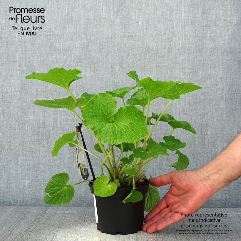 Japanese Wasabi - Eutrema japonicum 1.5L/2L pot sample as delivered in spring