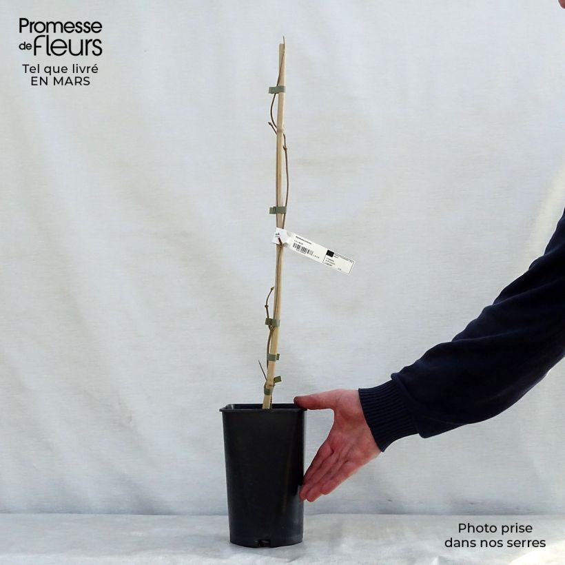 Wattakaka sinensis - Chinese Dregea 2L/3L pot sample as delivered in spring