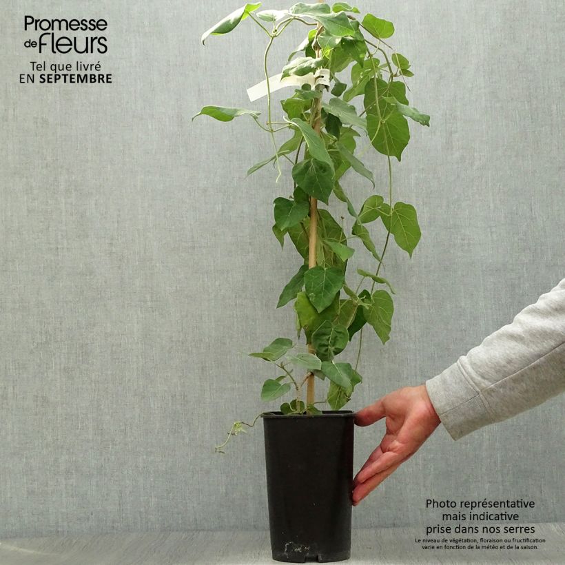 Wattakaka sinensis - Chinese Dregea 2L/3L pot sample as delivered in autumn
