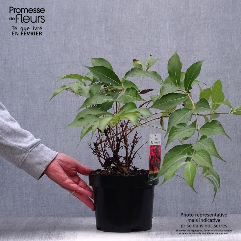 Weigela All Summer Red 3L/4L pot sample as delivered in autumn