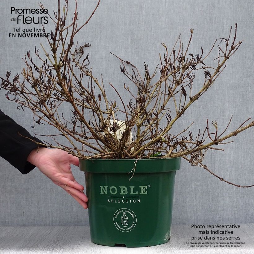 Weigela All Summer Red 7.5L/10L pot sample as delivered in autumn