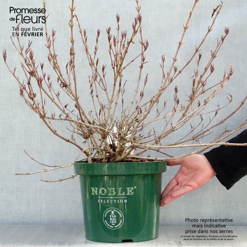 Weigela All Summer Red 7.5L/10L pot sample as delivered in winter