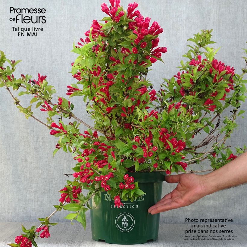 Weigela All Summer Red 7.5L/10L pot sample as delivered in spring