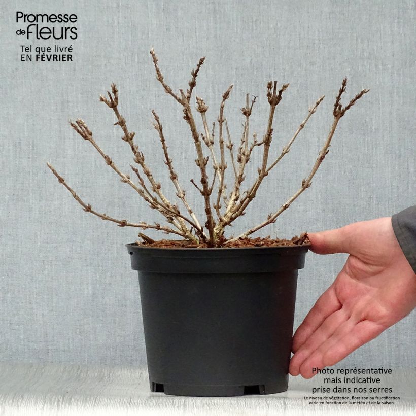 Weigela Black and White 3L/4L pot sample as delivered in winter