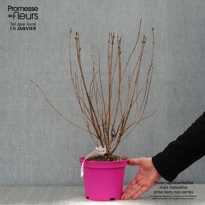 Weigela Kosteriana Variegata 2L/3L pot sample as delivered in winter