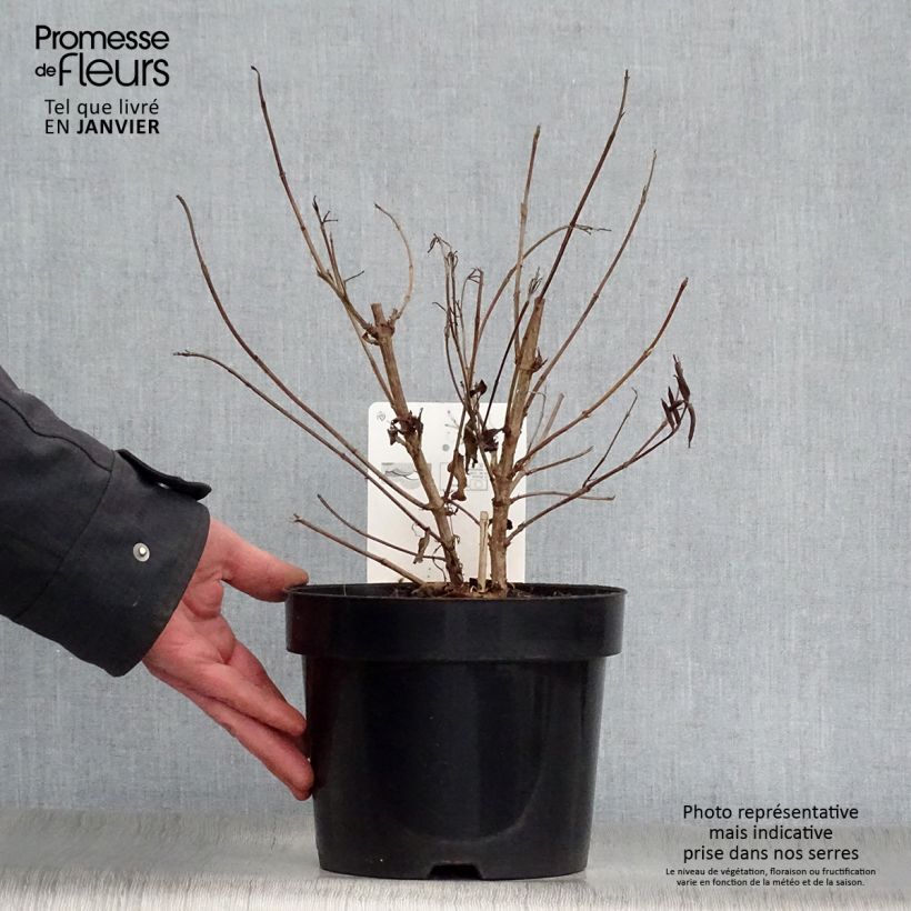 Weigela florida Milk and Honey 2L/3L pot sample as delivered in winter