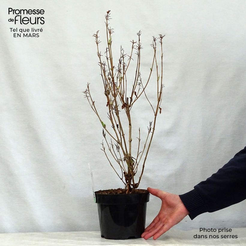 Weigela florida Milk and Honey 2L/3L pot sample as delivered in spring