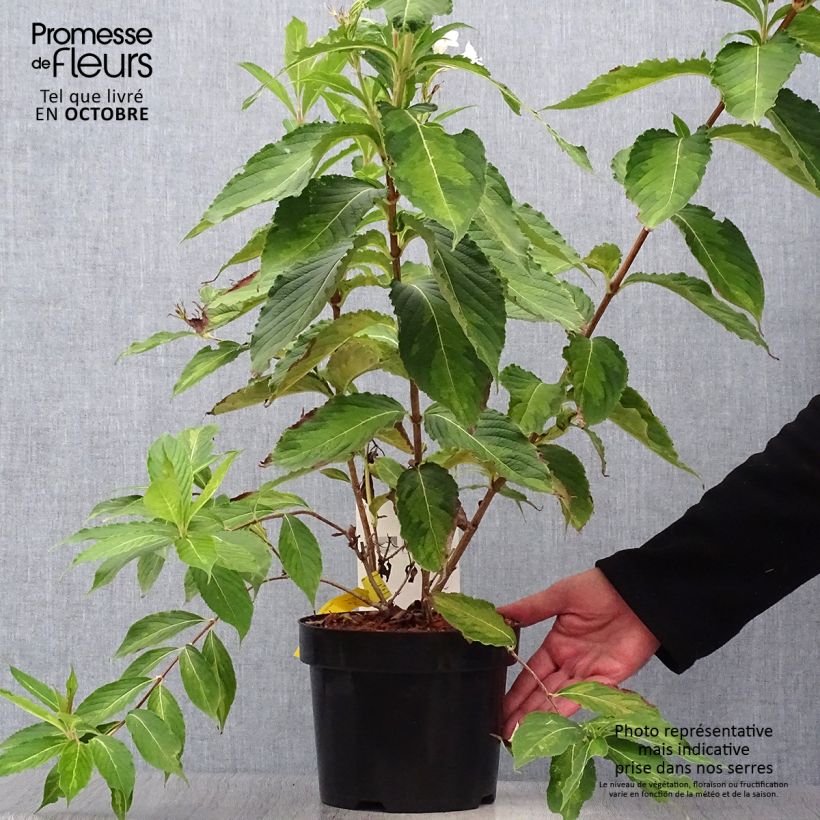 Weigela florida Milk and Honey 2L/3L pot sample as delivered in autumn