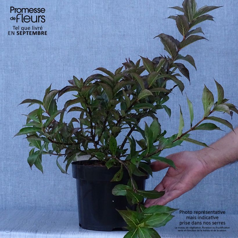 Weigela Minuet 2L/3L pot sample as delivered in autumn