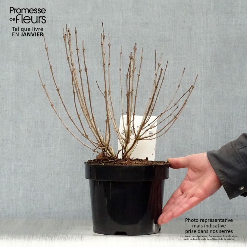 Weigela Nain Rouge 3L/4L pot sample as delivered in winter