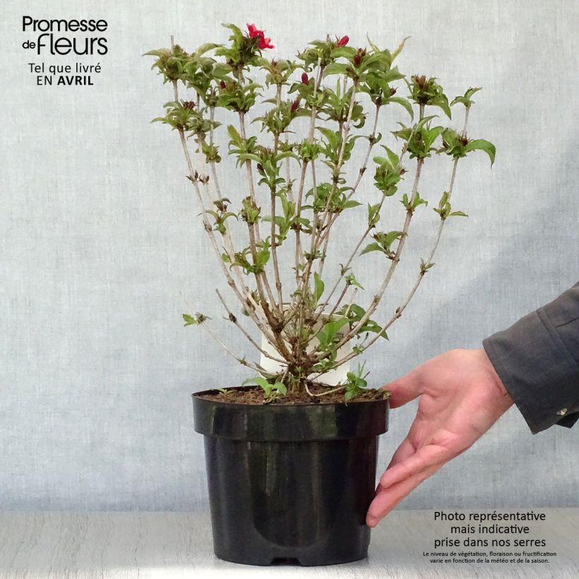 Weigela Nain Rouge 3L/4L pot sample as delivered in spring
