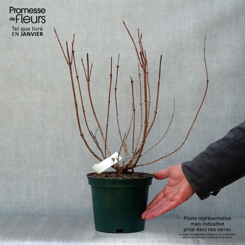 Weigela florida Stelzneri 2L/3L pot sample as delivered in winter