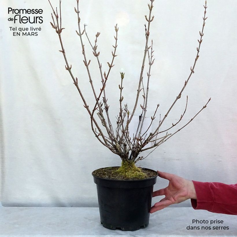 Weigela florida Stelzneri 7.5L/10L pot sample as delivered in winter