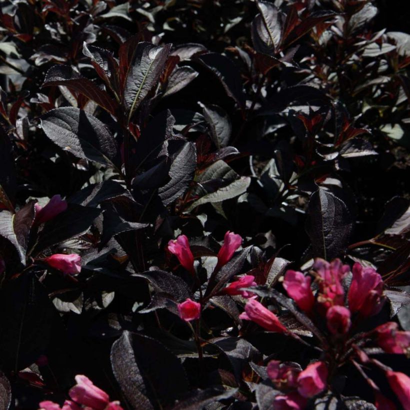 Weigela  florida Alexandra (Foliage)