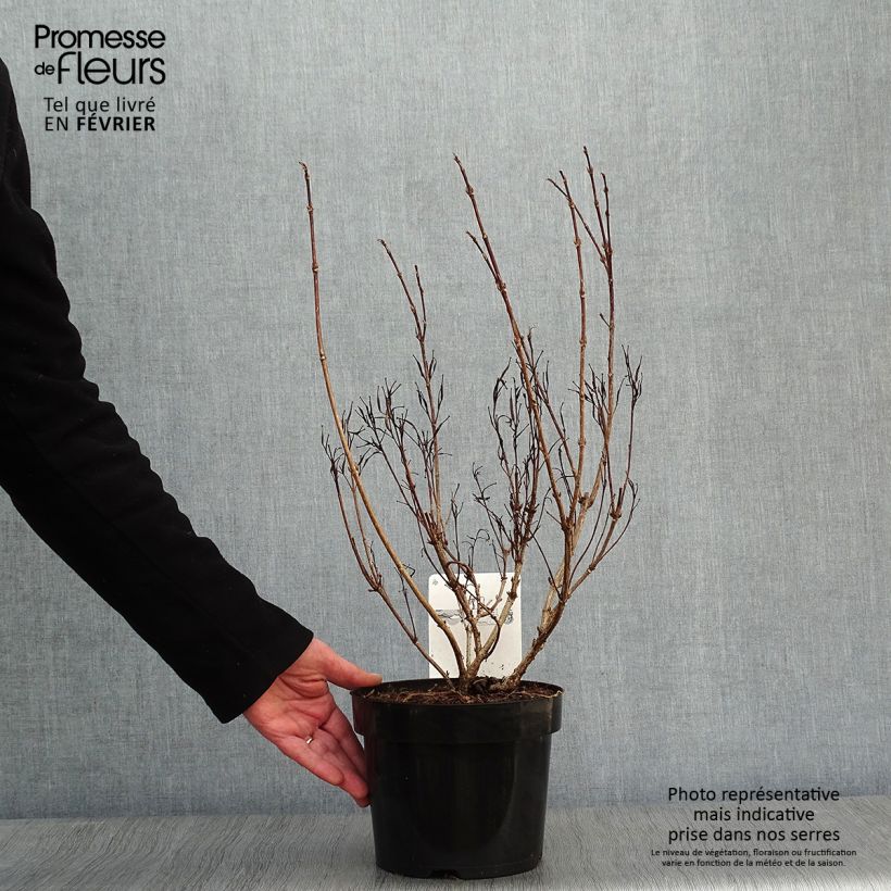 Weigela  florida Alexandra 2L/3L pot sample as delivered in winter