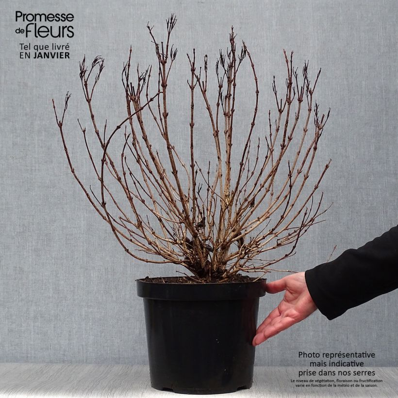 Weigela  florida Alexandra 4L/5L pot sample as delivered in winter