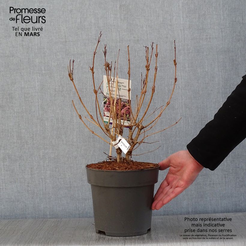 Weigela florida Big Love 3L/4L pot sample as delivered in winter