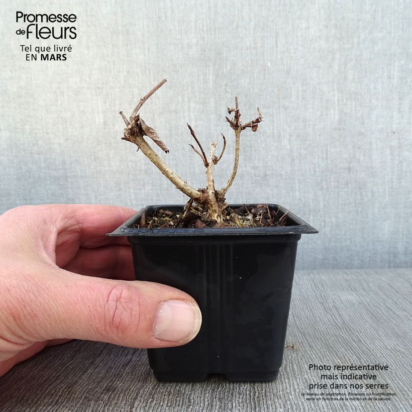 Weigela Bristol Ruby 8/9 cm pot sample as delivered in winter