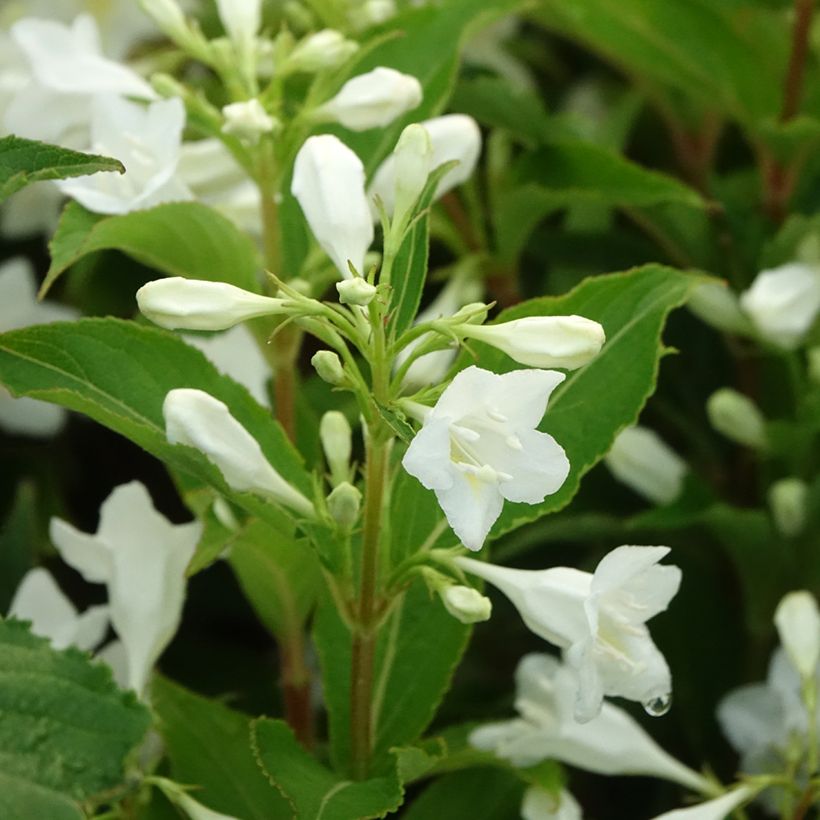 Weigela Candida (Flowering)