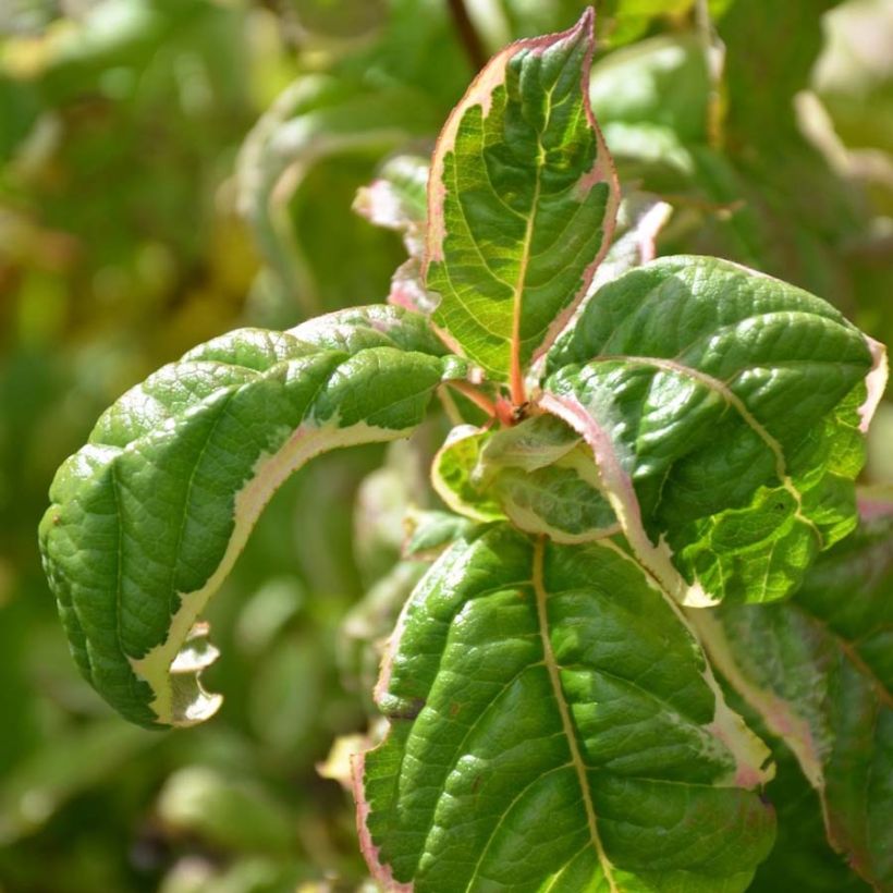 Weigela florida Caricature (Foliage)