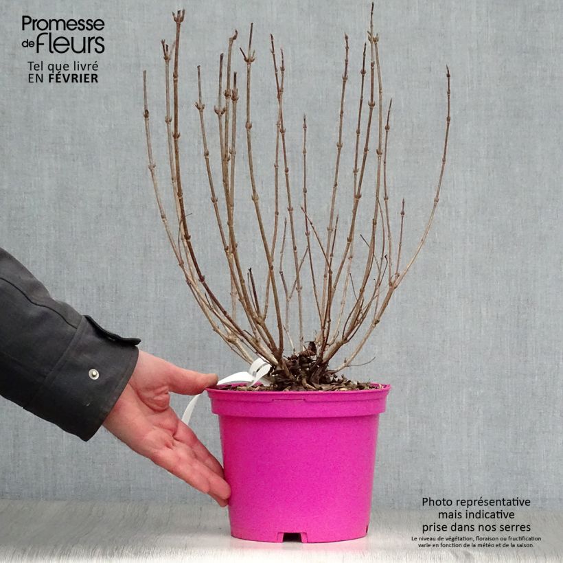 Weigela florida Foliis Purpureis 2L/3L pot sample as delivered in winter