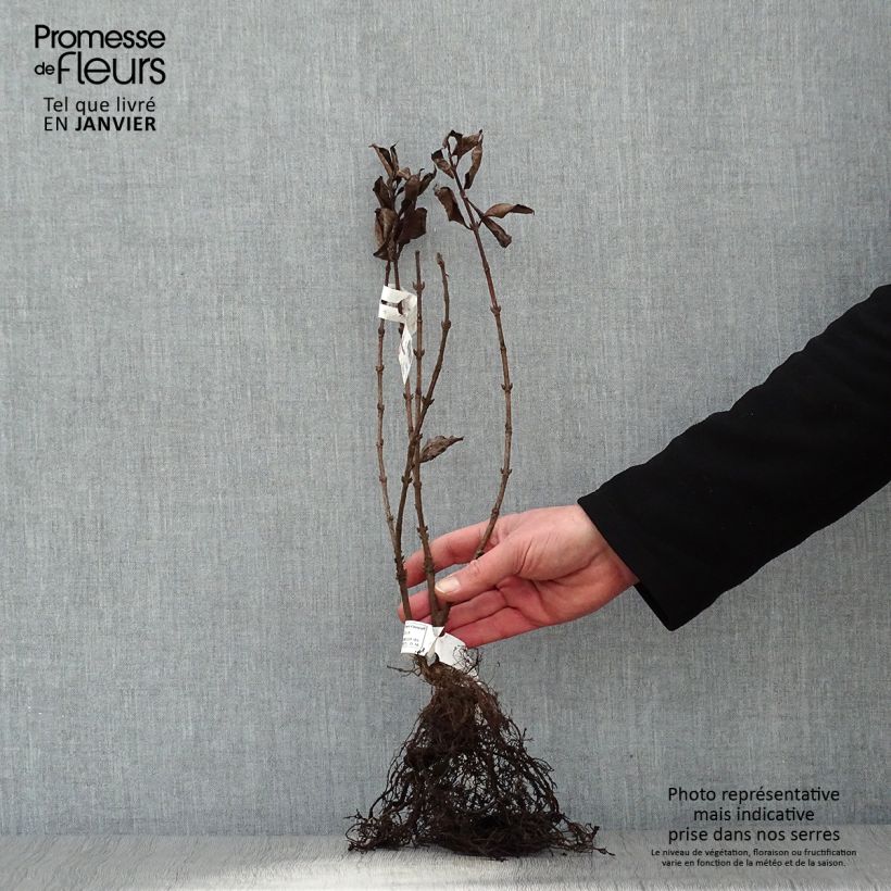 Weigela florida Foliis Purpureis Bare root sample as delivered in winter