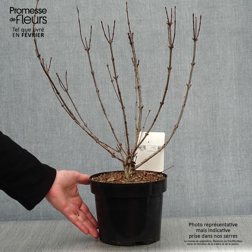 Weigela florida Korea 2L/3L pot sample as delivered in winter