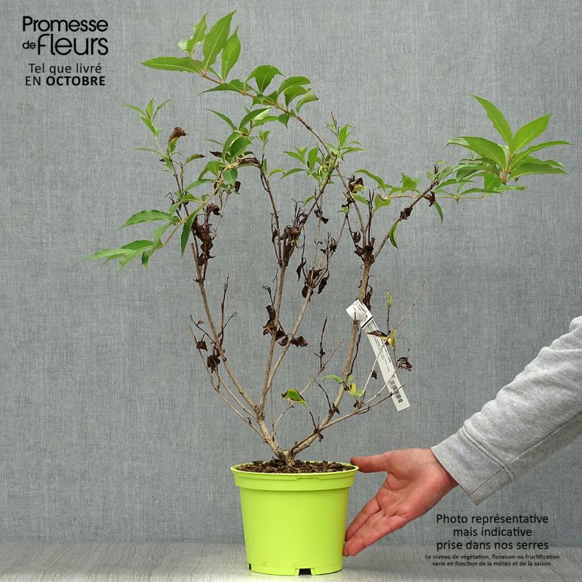 Weigela florida Marjorie 2L/3L pot sample as delivered in autumn