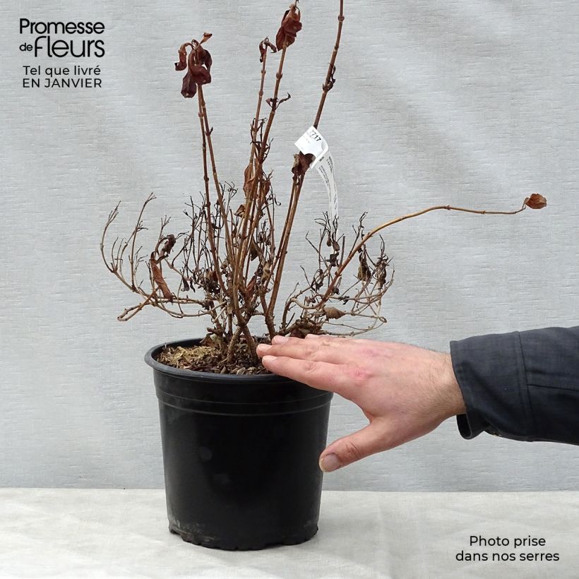 Weigela florida Minor Black 2L/3L pot sample as delivered in winter