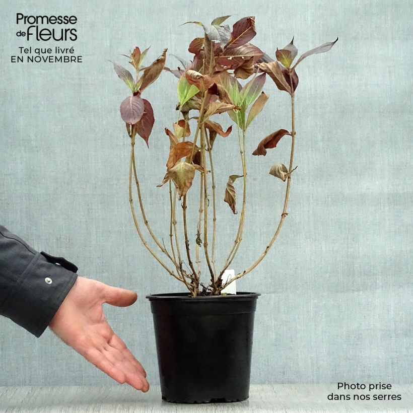 Weigela florida Minor Black 2L/3L pot sample as delivered in autumn
