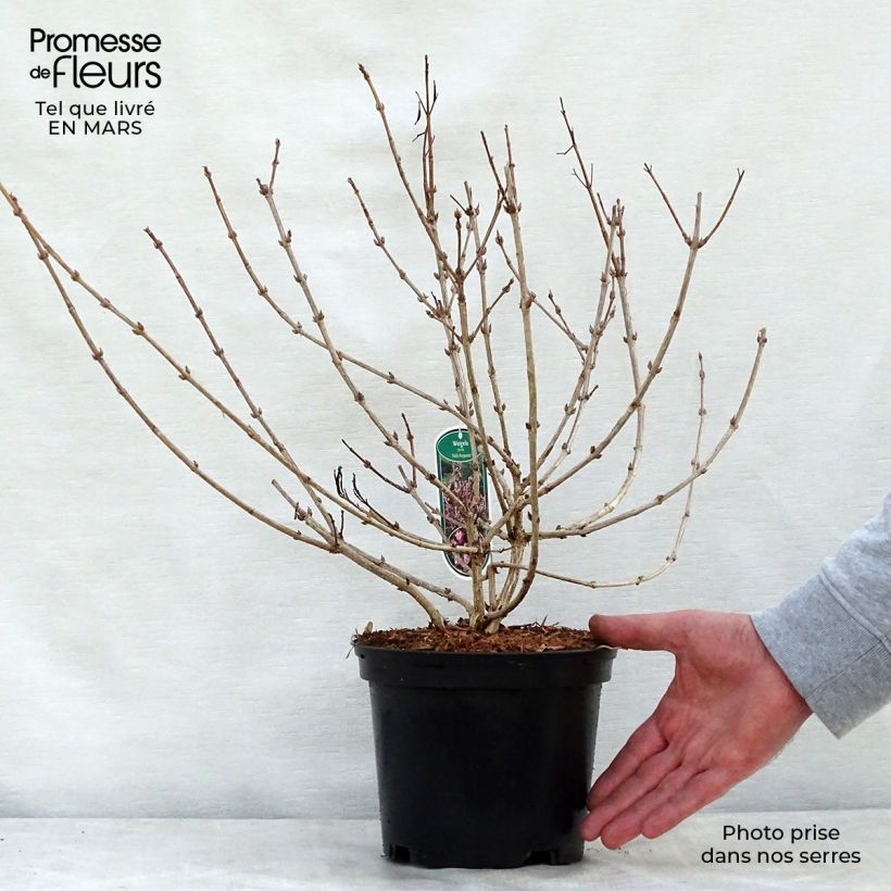 Weigela florida Nana Purpurea 3L/4L pot sample as delivered in spring