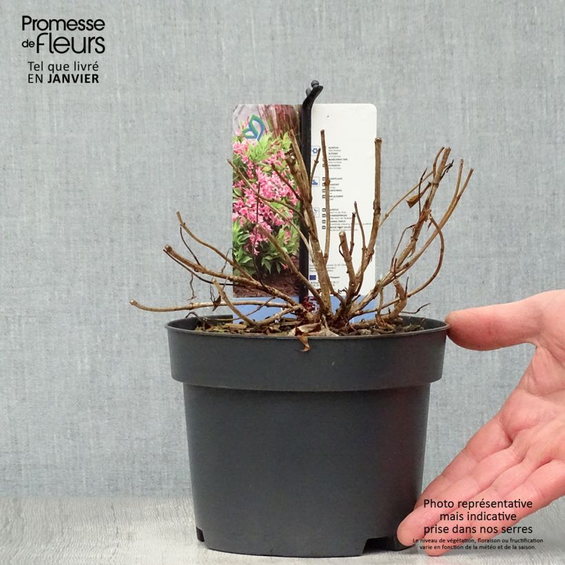 Weigela Florida Picobella Rosa  2L/3L pot sample as delivered in winter