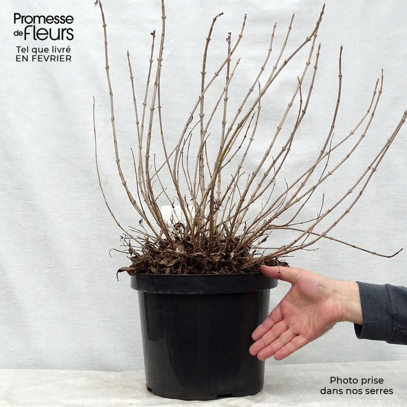 Weigela florida Pink Poppet 7.5L/10L pot sample as delivered in winter