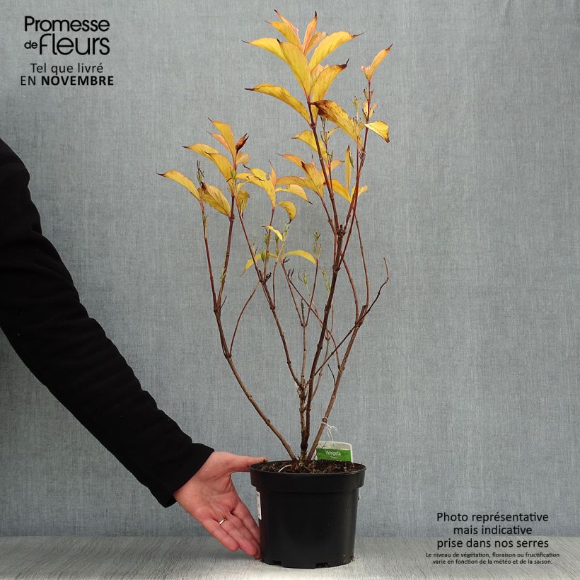 Weigela florida Rosea 2L/3L pot sample as delivered in autumn