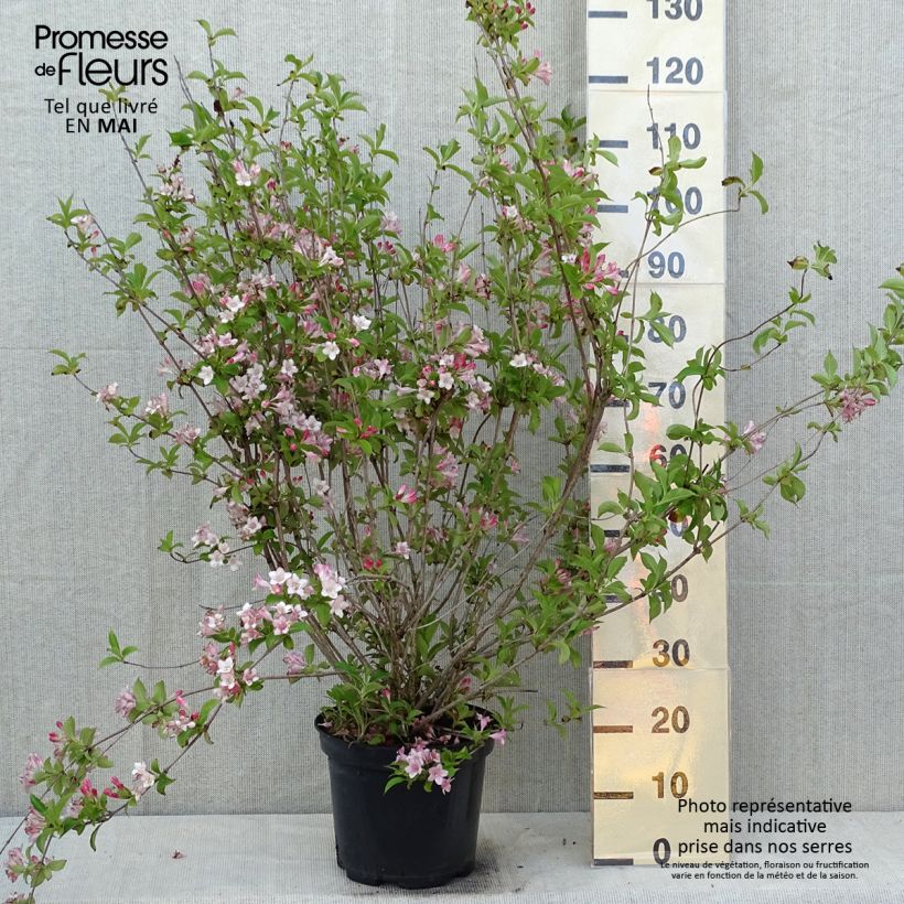 Weigela florida Rosea 7.5L/10L pot sample as delivered in spring