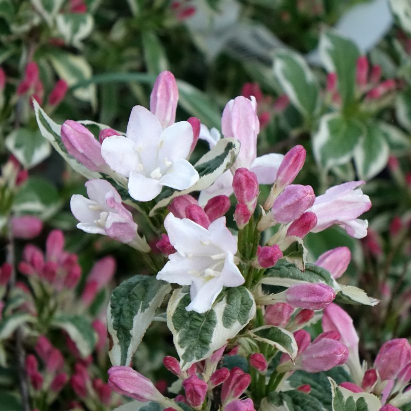 Weigela florida variegata (Flowering)