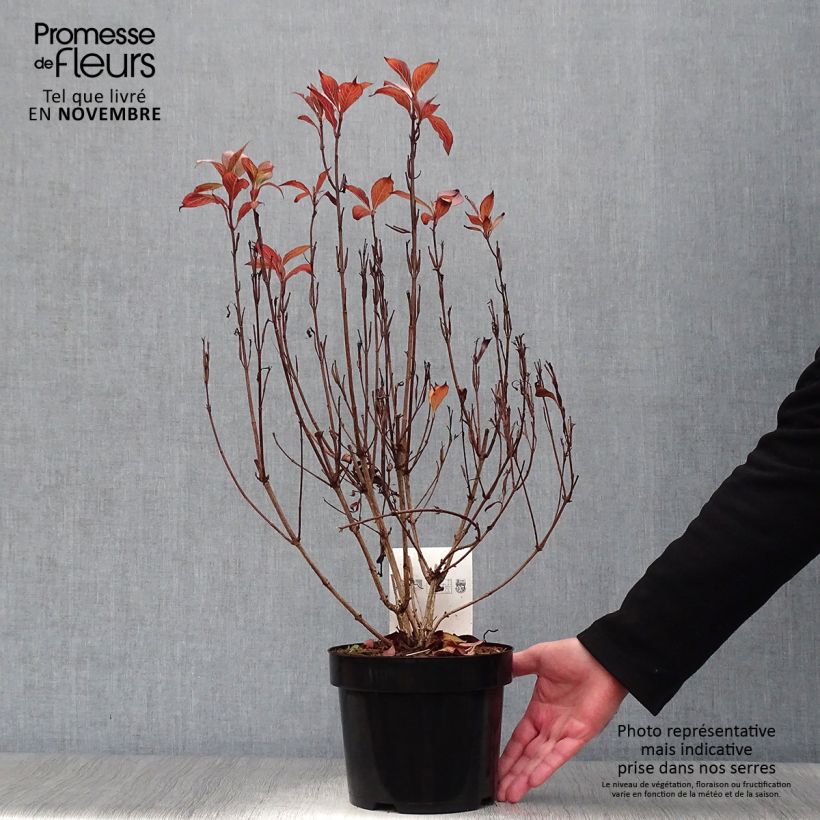 Weigela florida Victoria 2L/3L pot sample as delivered in autumn
