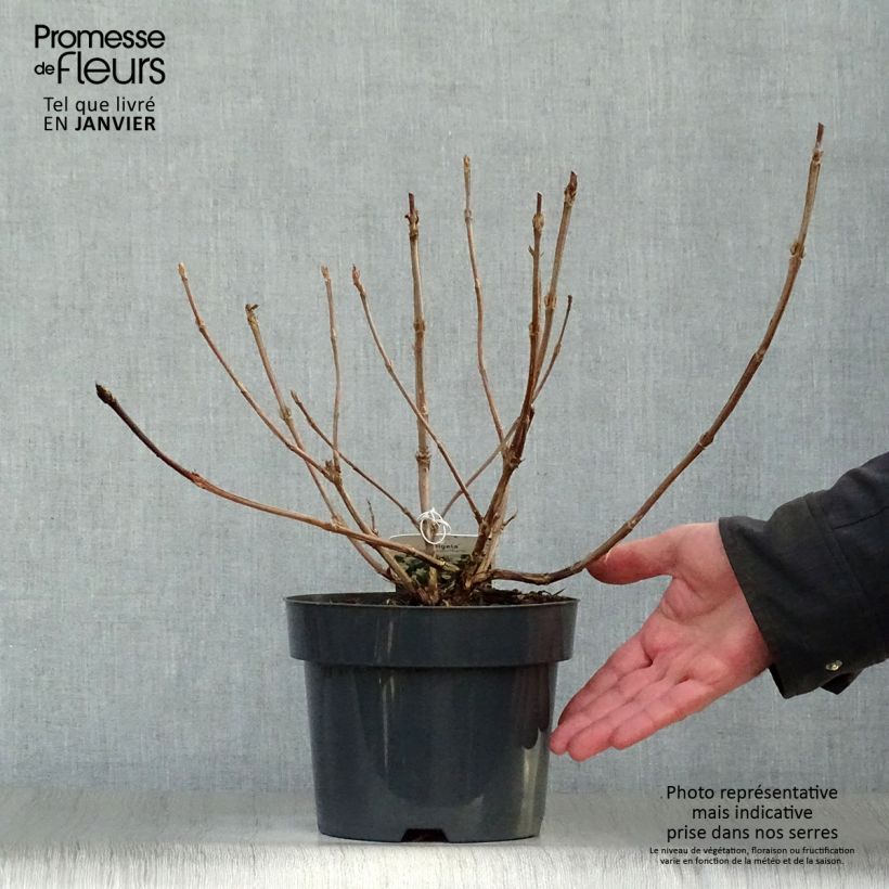 Weigela middendorffiana 3L/4L pot sample as delivered in winter