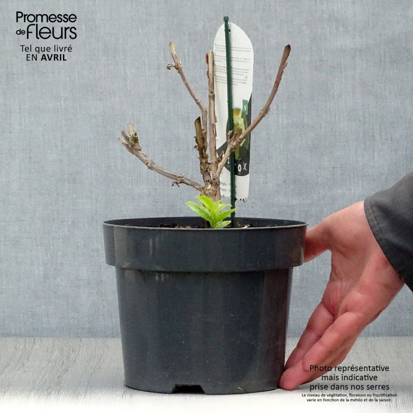 Weigela middendorffiana 3L/4L pot sample as delivered in spring