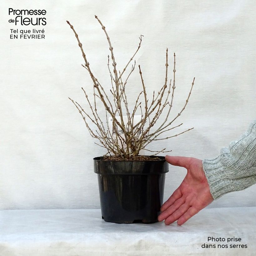 Weigela florida Monet Verweig 2L/3L pot sample as delivered in winter