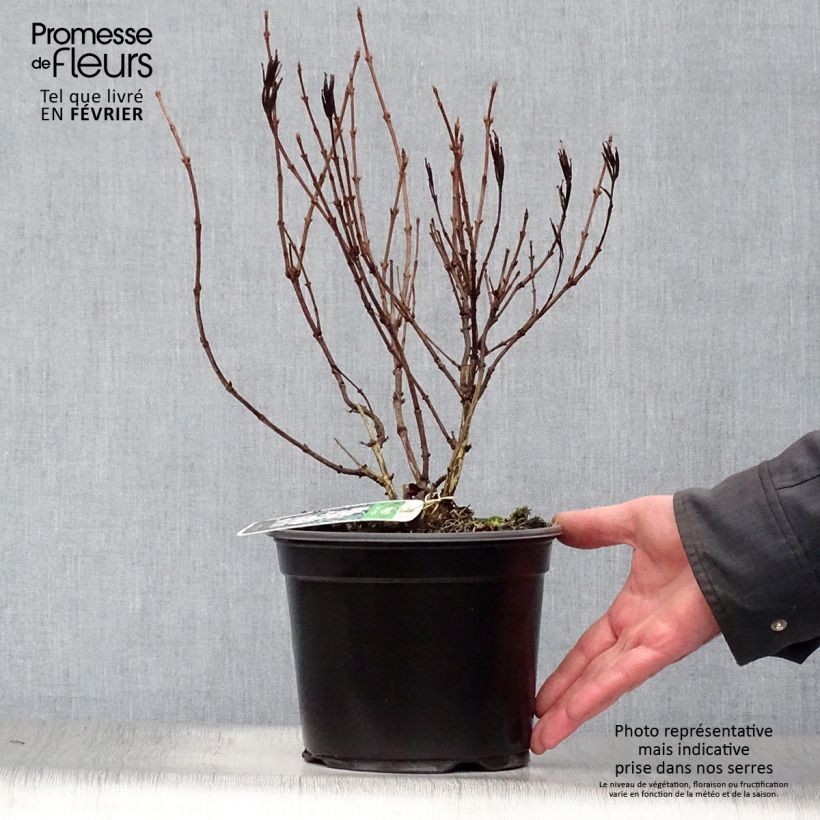 Weigela florida Nana Variegata 2L/3L pot sample as delivered in winter