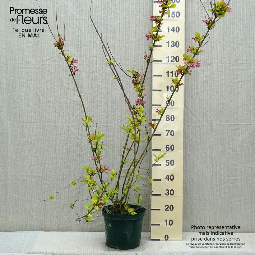 Weigela florida Polka 7.5L/10L pot sample as delivered in spring