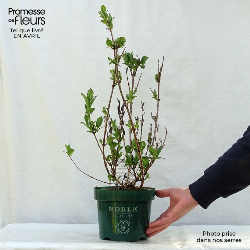 Weigela florida Polka 2L/3L pot sample as delivered in spring