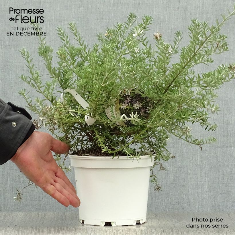 Westringia fruticosa White Rambler 2L/3L pot sample as delivered in winter