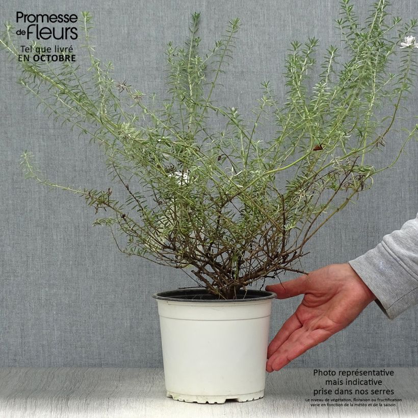Westringia fruticosa White Rambler 2L/3L pot sample as delivered in autumn