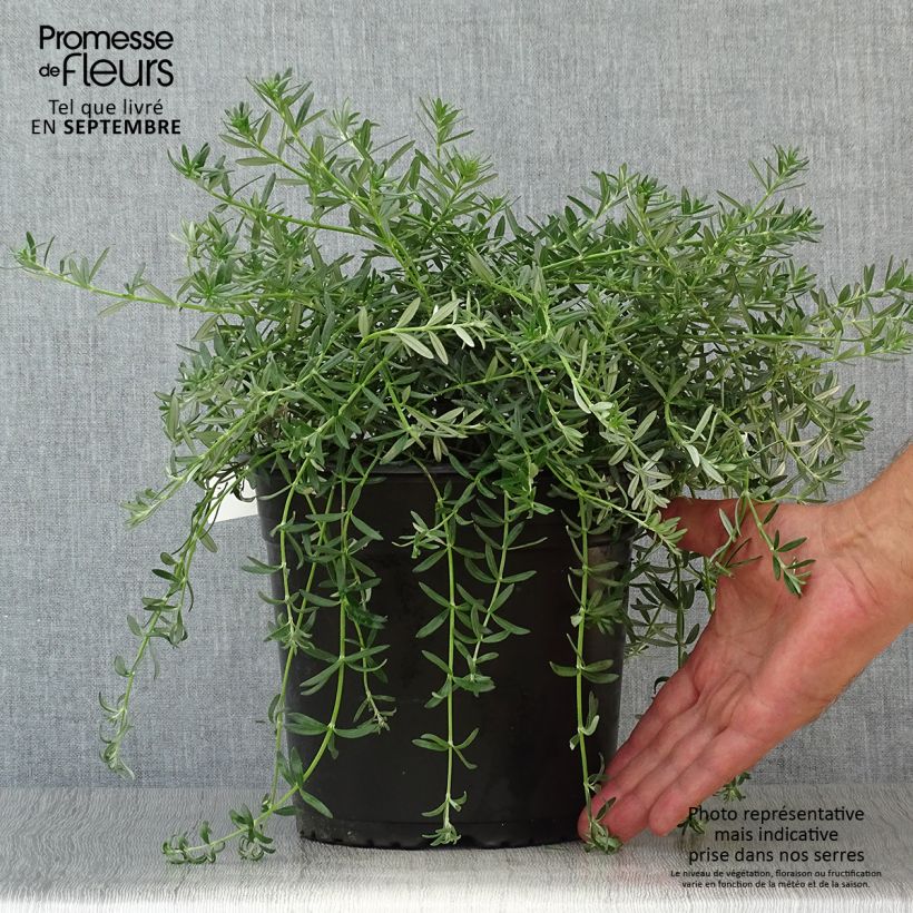 Westringia fruticosa Mundi 3L/4L pot sample as delivered in autumn
